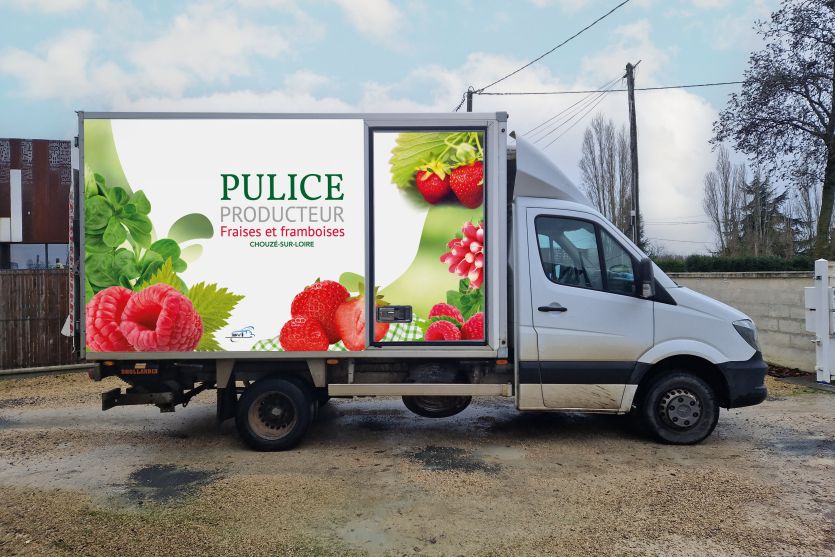 Pulice